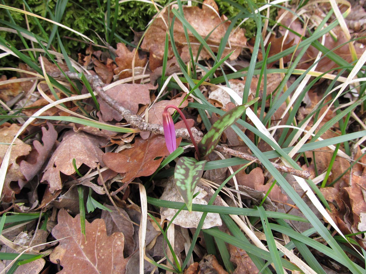 Le ultime arrivate tra le piante gi� fiorite